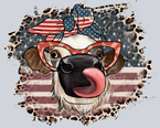 American Cow - STK00162