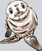 Cute Baby Seal - STK01520