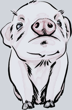 Cute Baby Pig - STK01517