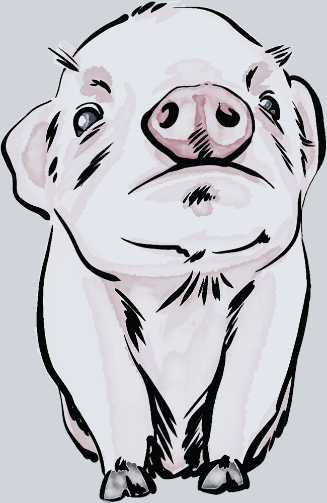 Cute Baby Pig - STK01517