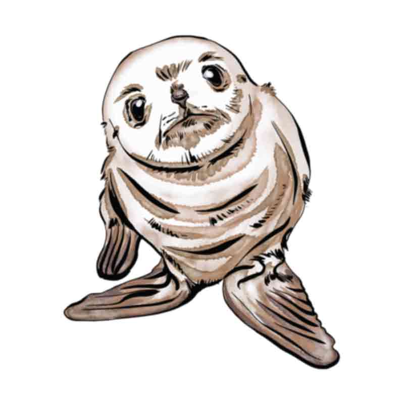 Cute Baby Seal (DTF Transfer)